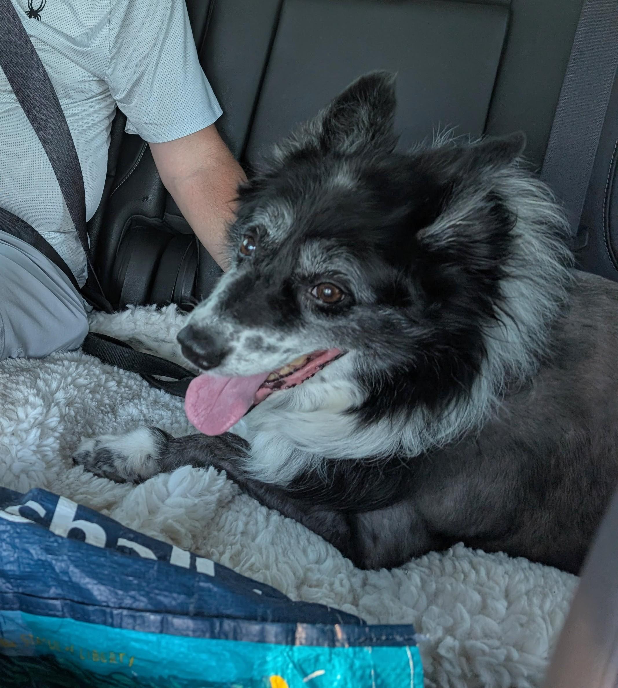 Lassie, a Adoptable mixed breed in Minneapolis, MN image 3/6
