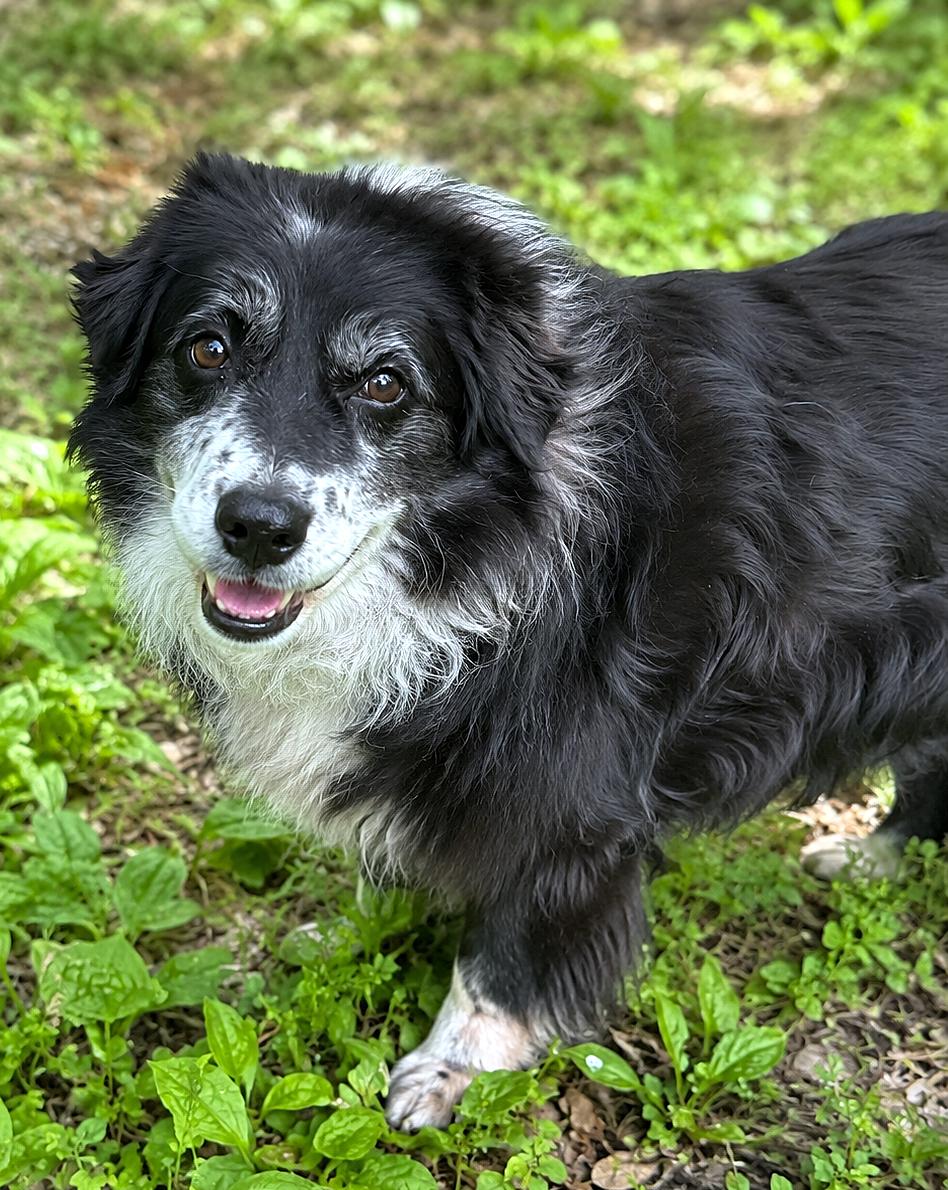 Lassie, Adoptable, Senior Female Border Collie.
