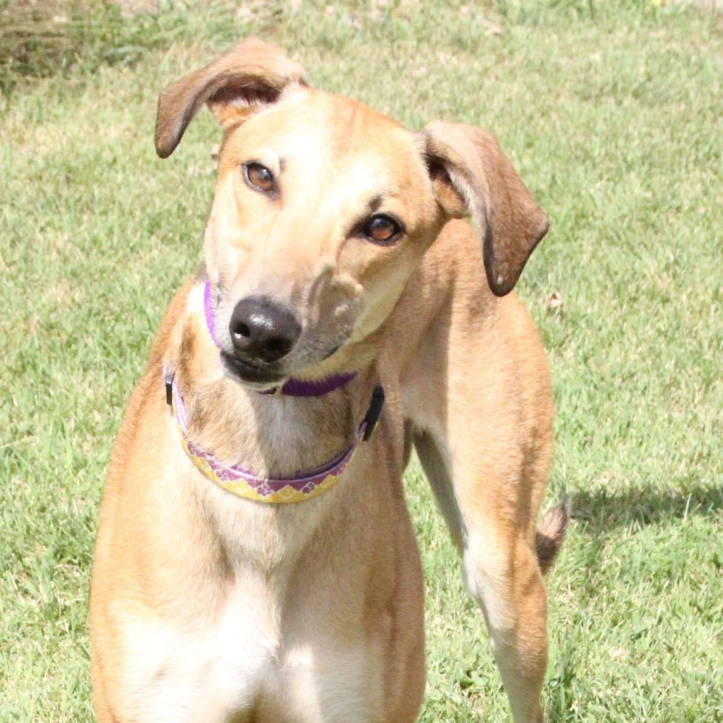Enlarge Honey, a ADOPTABLE mixed breed in Goshen, IN image 1/1