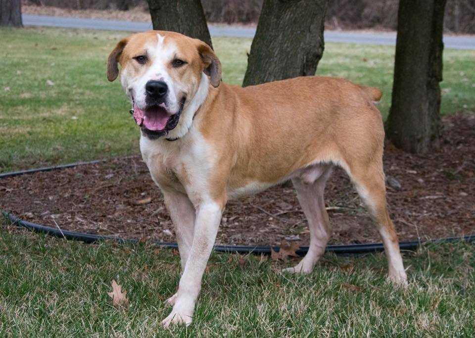 Boulder, Adoptable, Adult Male Saint Bernard & Boxer.