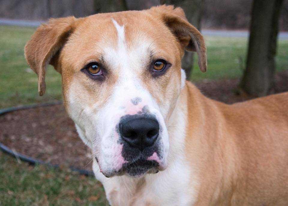 Enlarge Boulder, a Adoptable mixed breed in South Bend, IN image 2/3