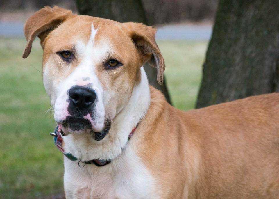 Enlarge Boulder, a Adoptable mixed breed in South Bend, IN image 3/3