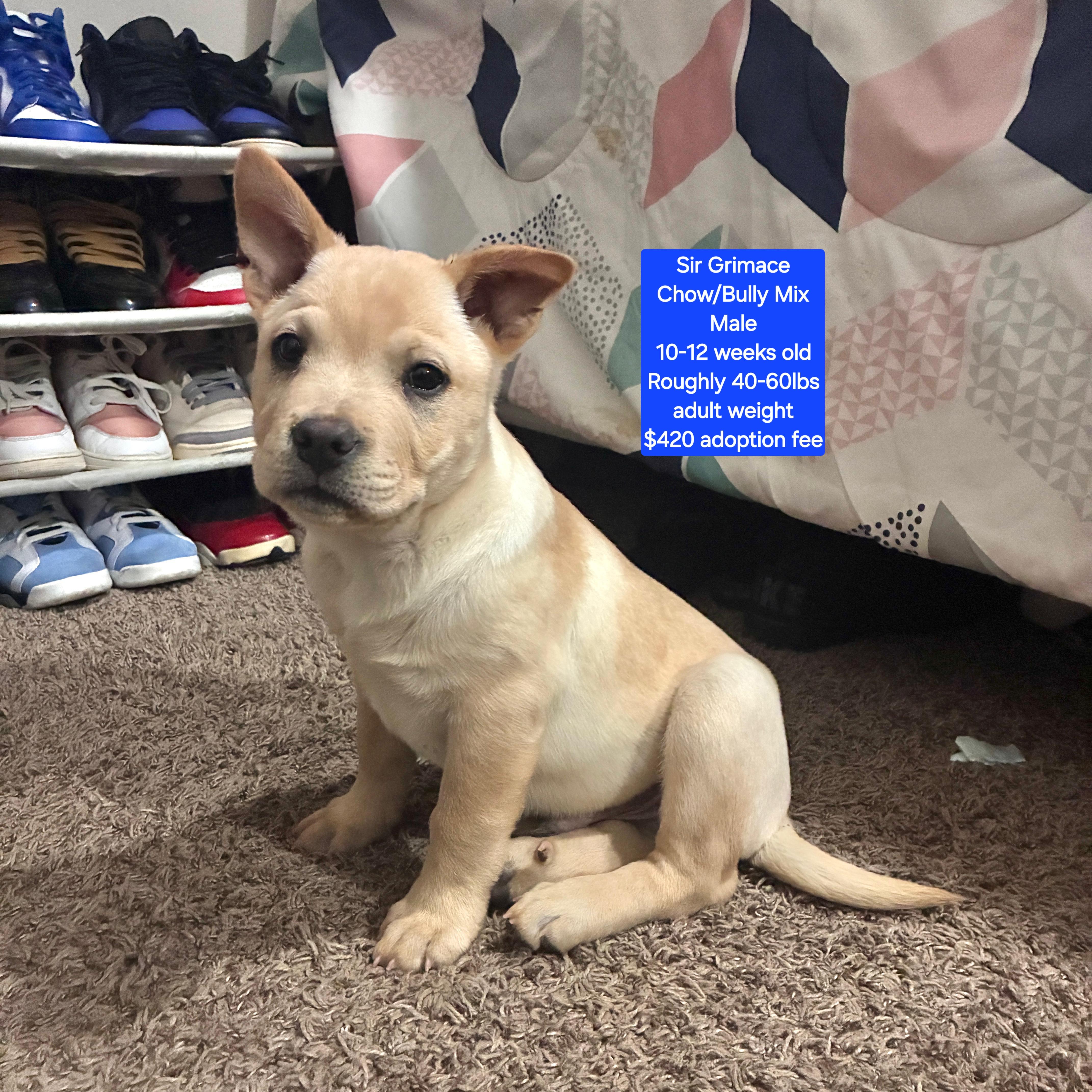 Sir Grimace , ADOPTABLE, Puppy Male American Bully & Chow Chow.