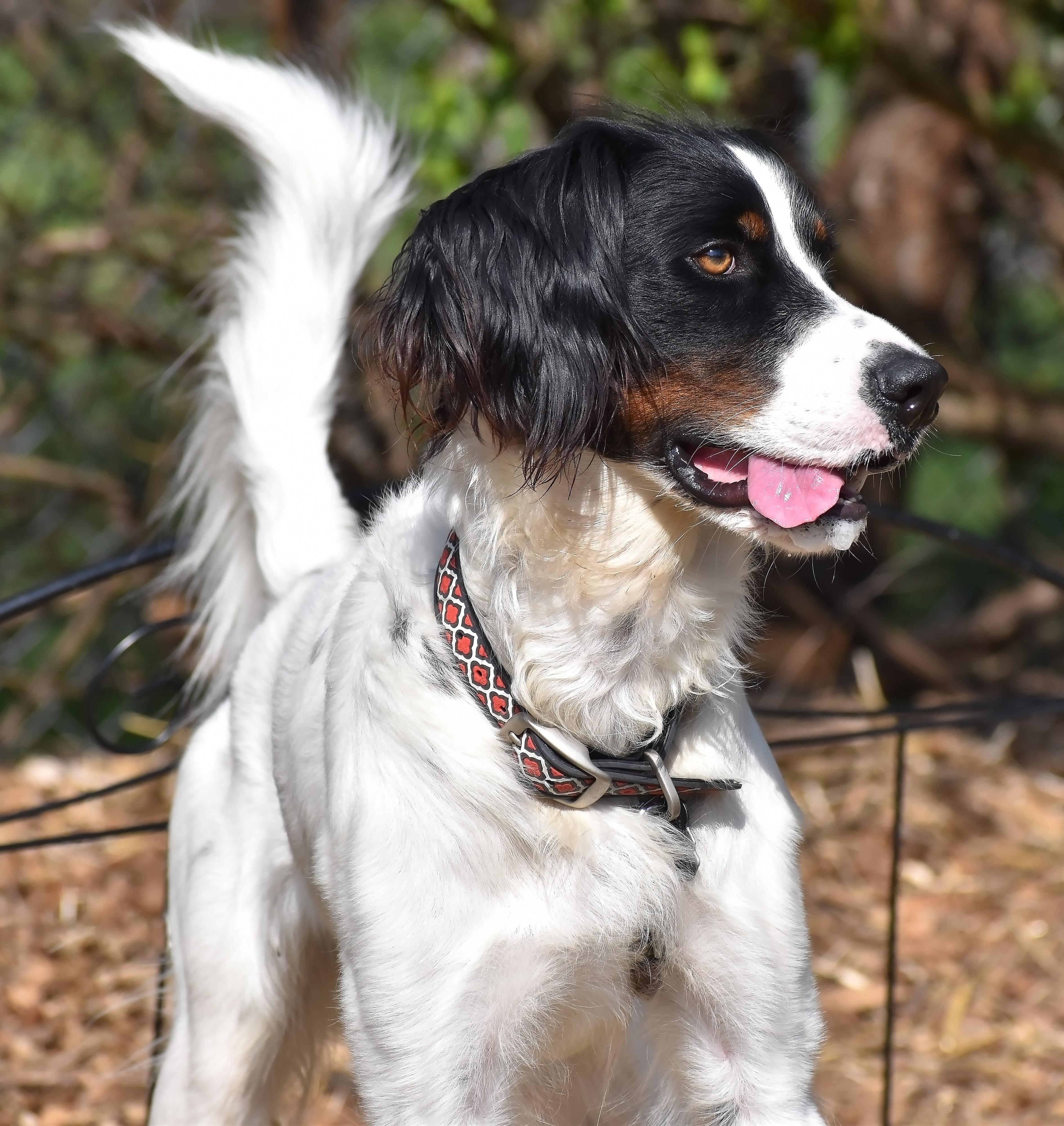 Reggie, a Adoptable English Setter in Wood Dale, IL image 6/6