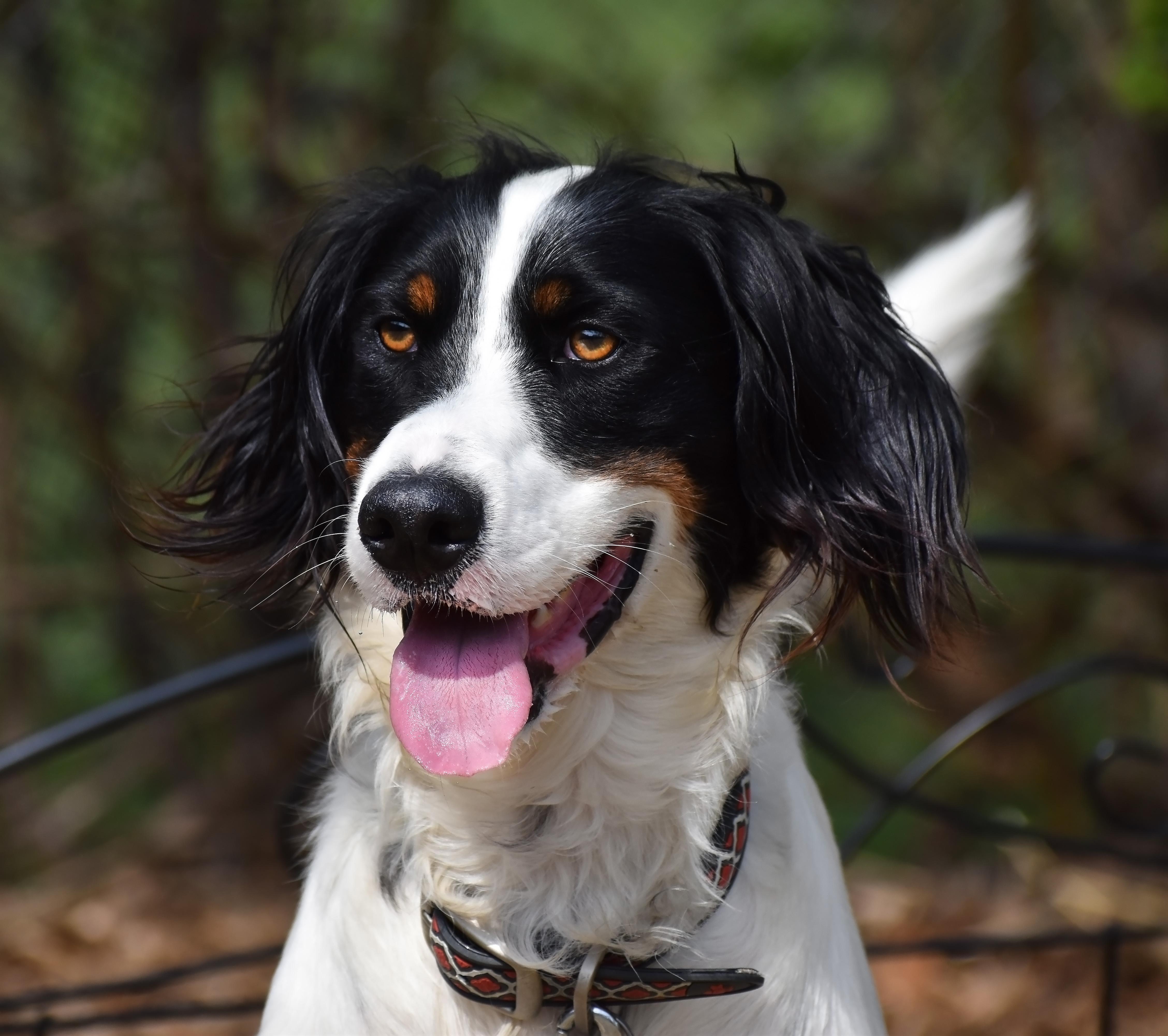 Reggie, a Adoptable English Setter in Wood Dale, IL image 3/6