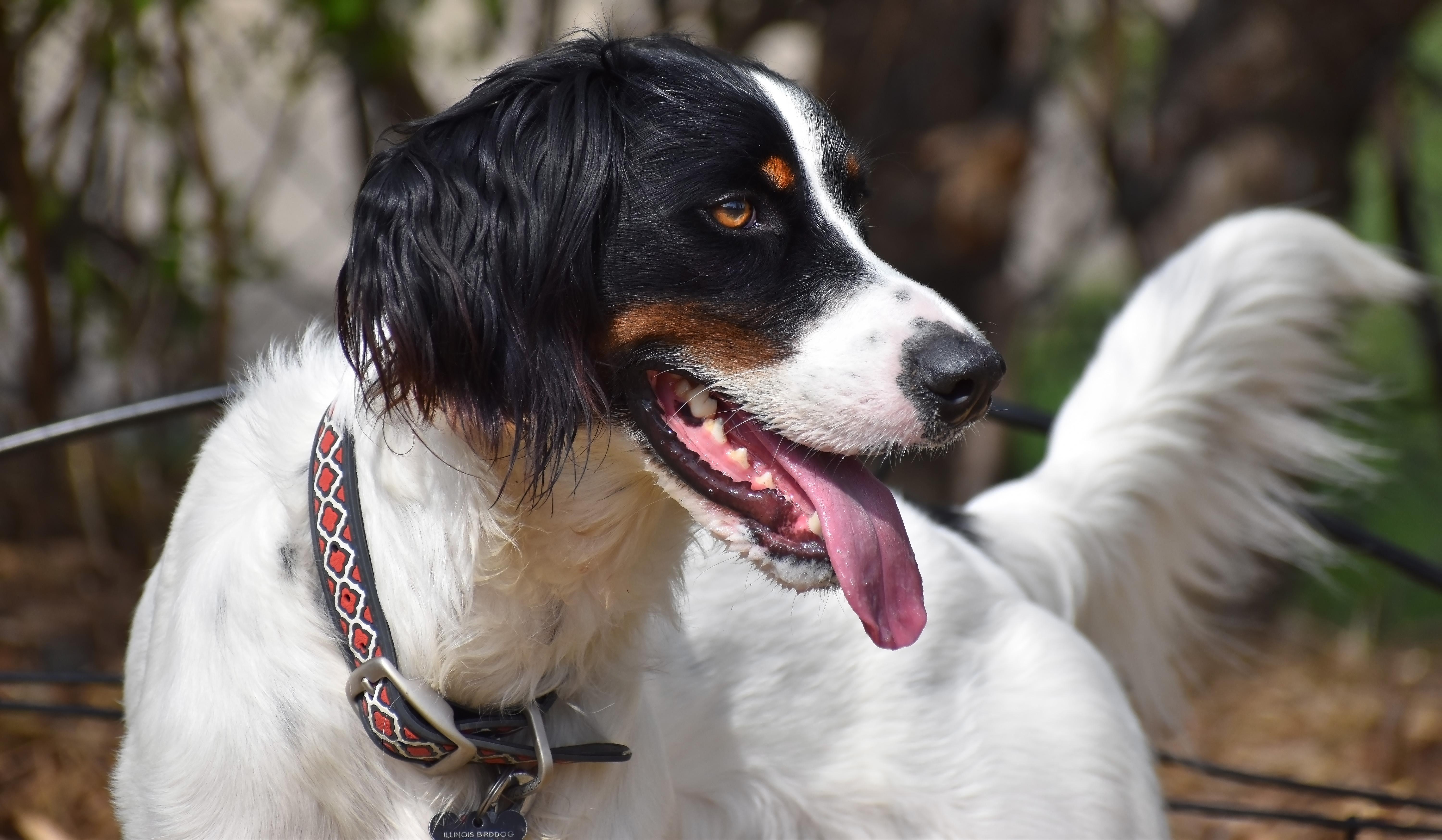 Reggie, a Adoptable English Setter in Wood Dale, IL image 1/6