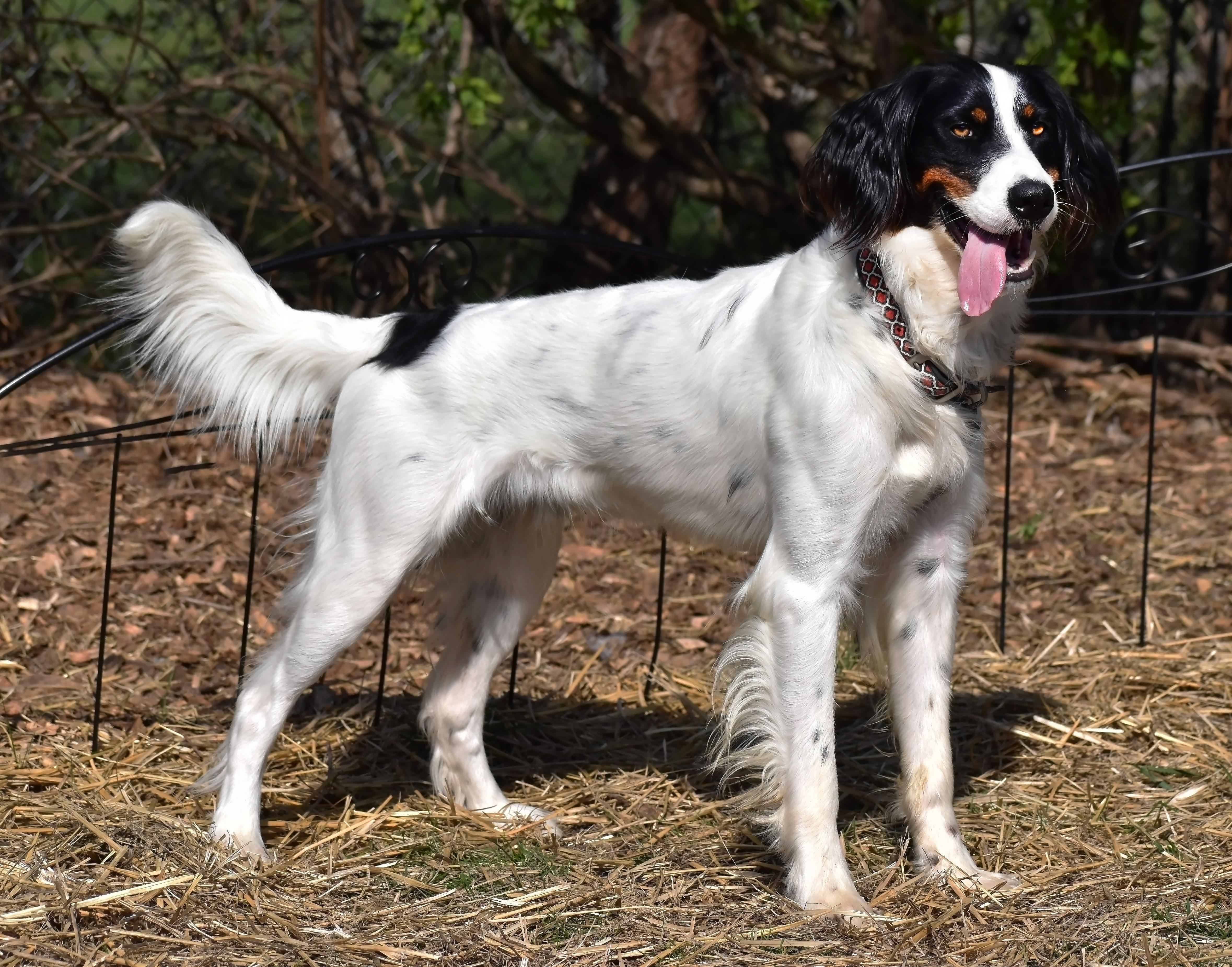Reggie, a Adoptable English Setter in Wood Dale, IL image 2/6