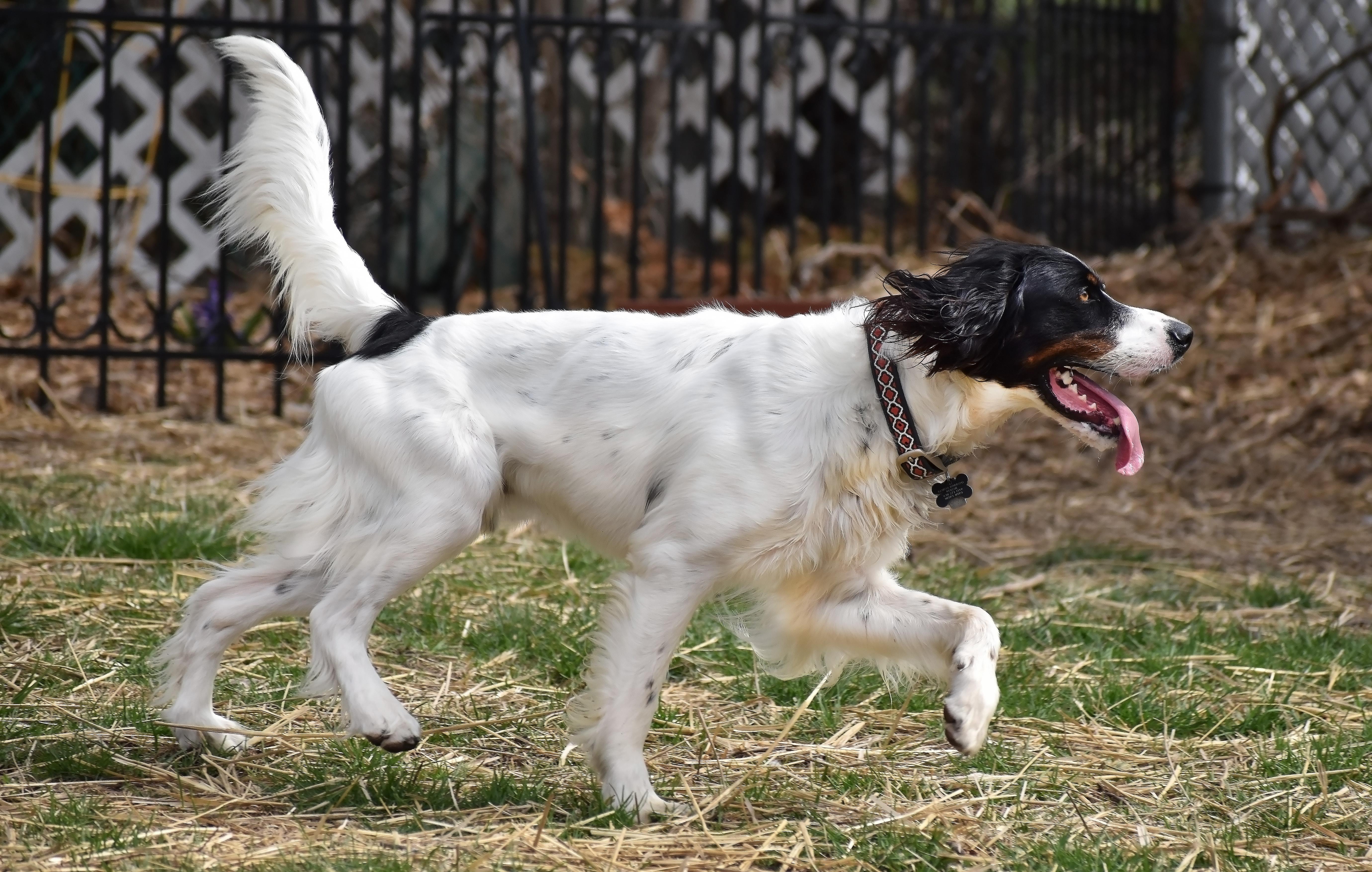 Reggie, a Adoptable English Setter in Wood Dale, IL image 4/6