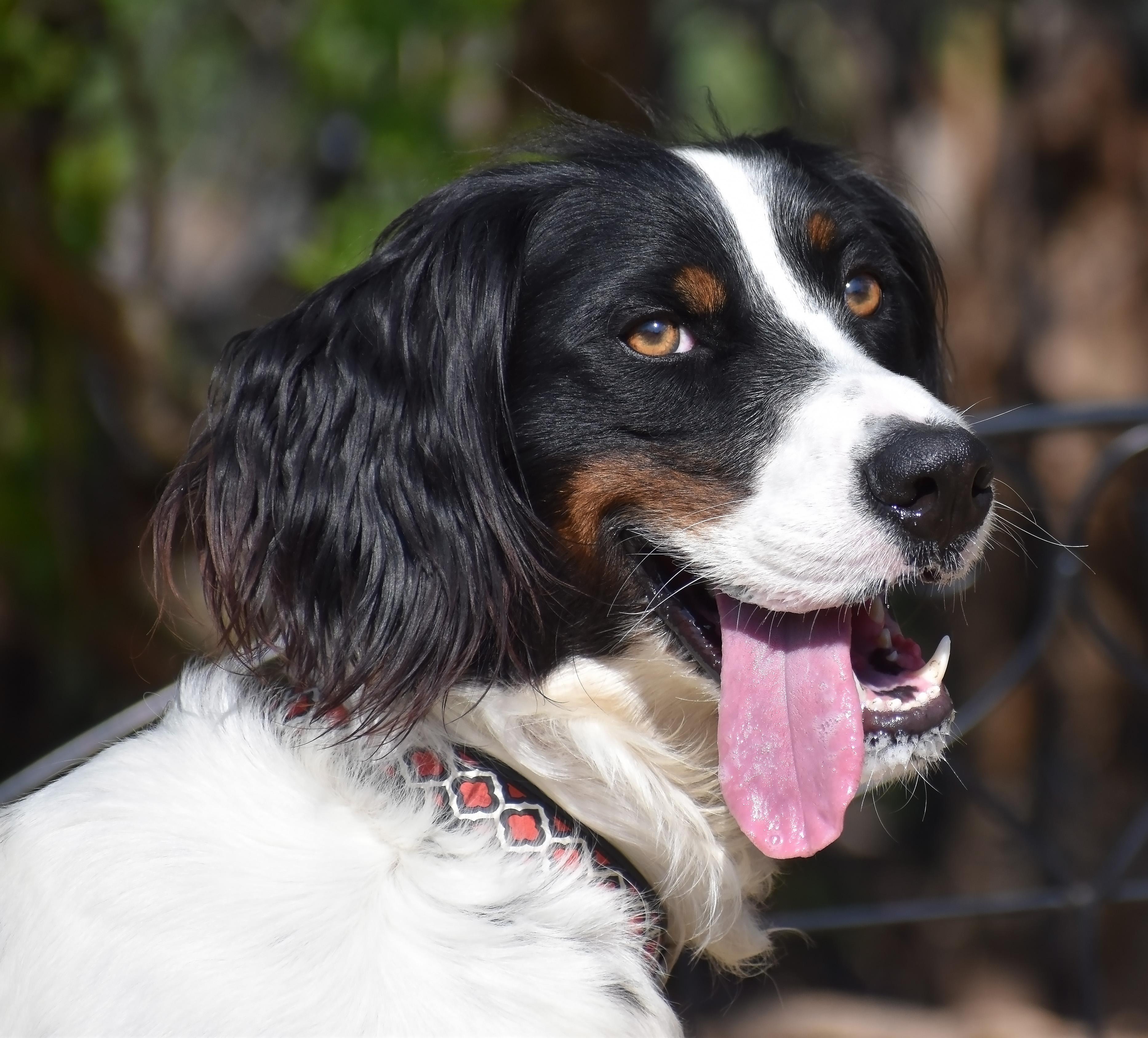 Reggie, a Adoptable English Setter in Wood Dale, IL image 5/6