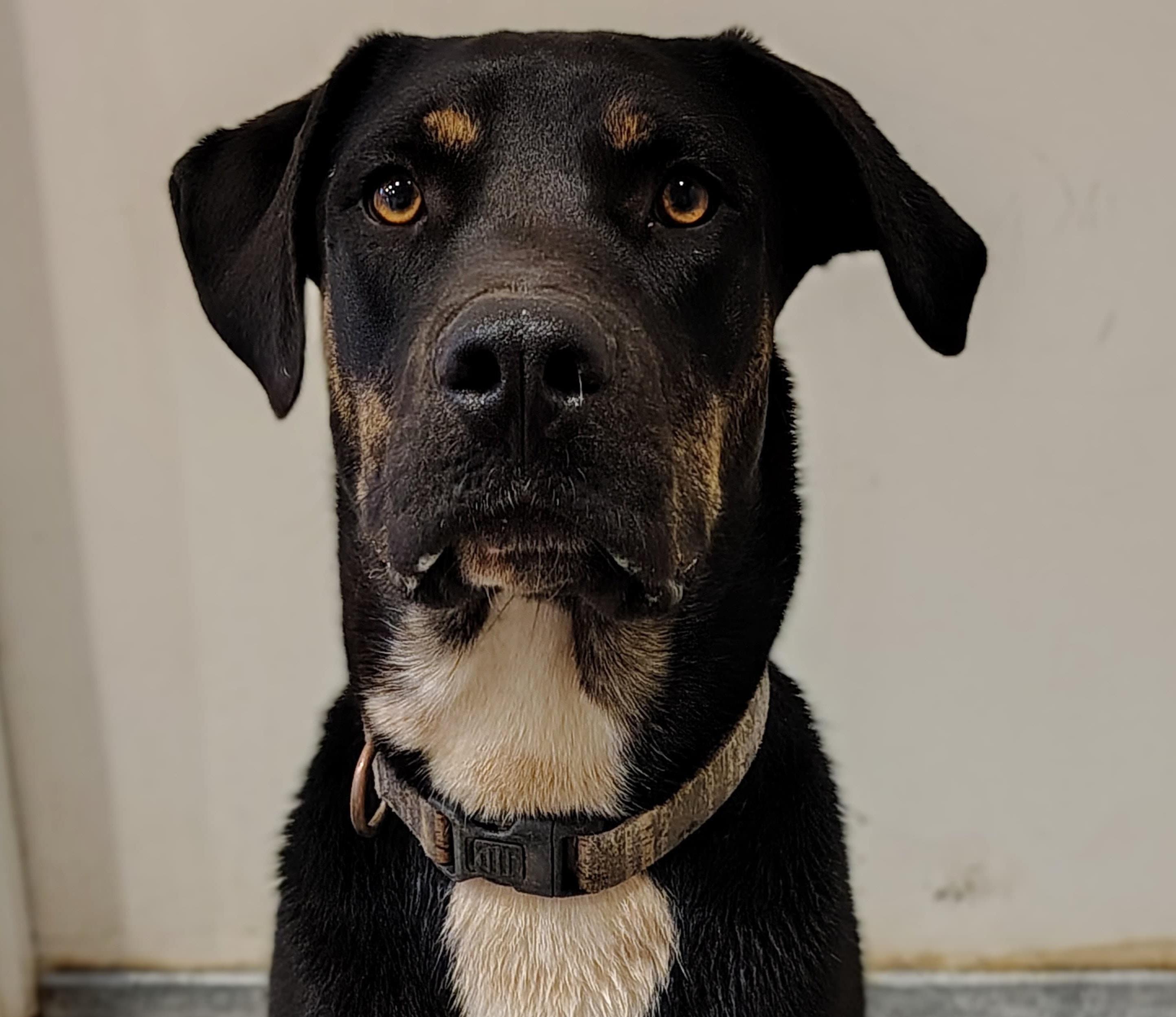 Doc, a Adoptable mixed breed in Marble Falls, TX image 1/4