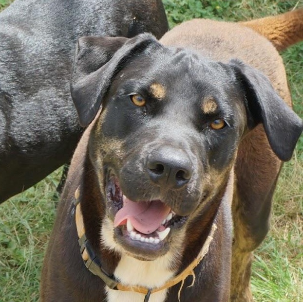 Doc, Adoptable, Young Male American Staffordshire Terrier.