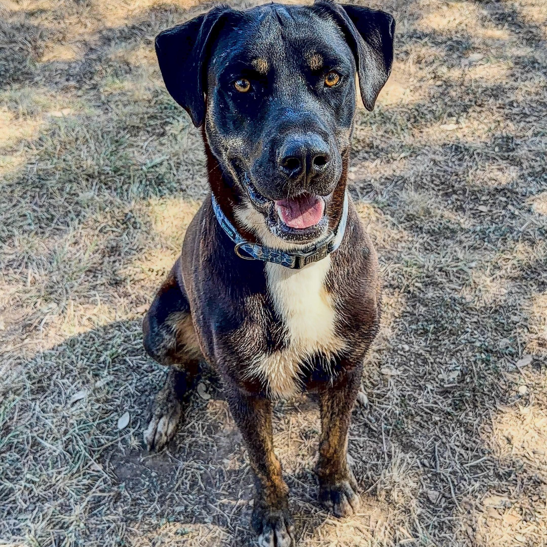 Enlarge Doc, a Adoptable American Staffordshire Terrier in Marble Falls, TX image 2/2