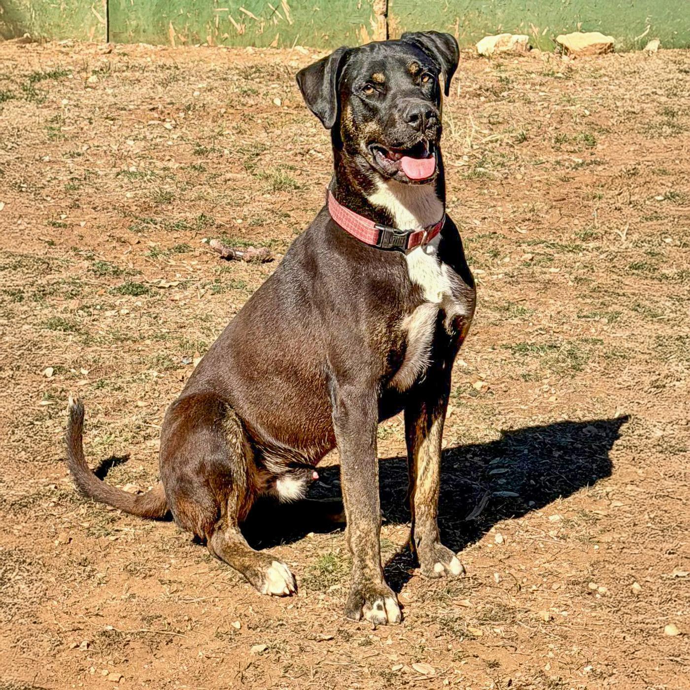 Enlarge Doc, a Adoptable American Staffordshire Terrier in Marble Falls, TX image 2/2