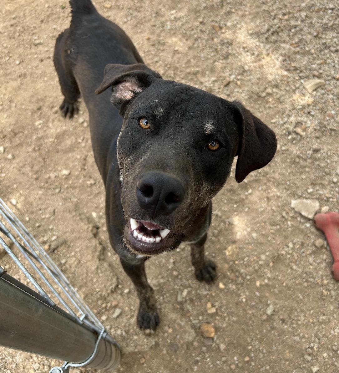 Doc, Adoptable, Young Male American Staffordshire Terrier.