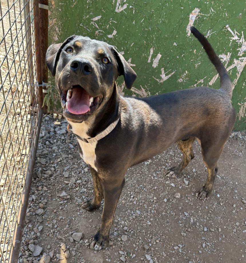 Doc, a Adoptable mixed breed in Marble Falls, TX image 3/4