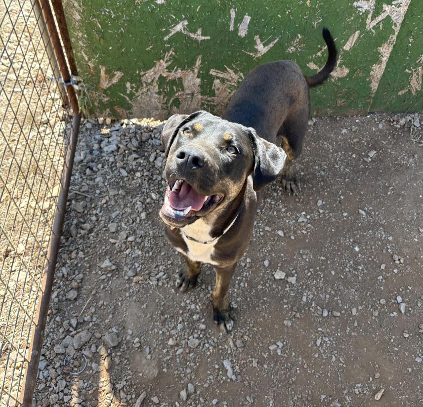 Doc, a Adoptable mixed breed in Marble Falls, TX image 4/4