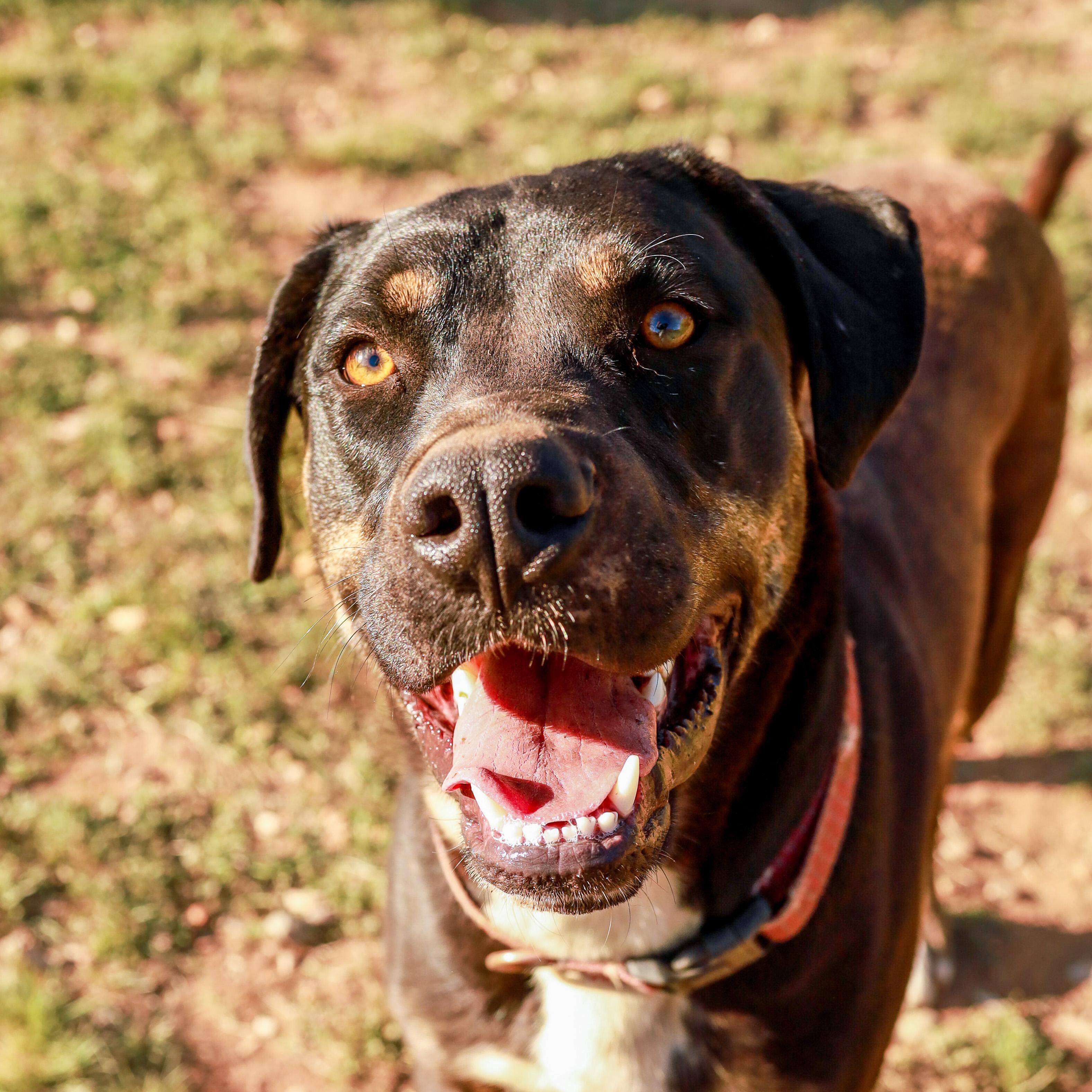 Doc, Adoptable, Young Male American Staffordshire Terrier.