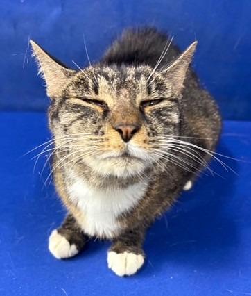 Enlarge Marilyn, a Adoptable Domestic Short Hair in Ruston, LA image 1/1