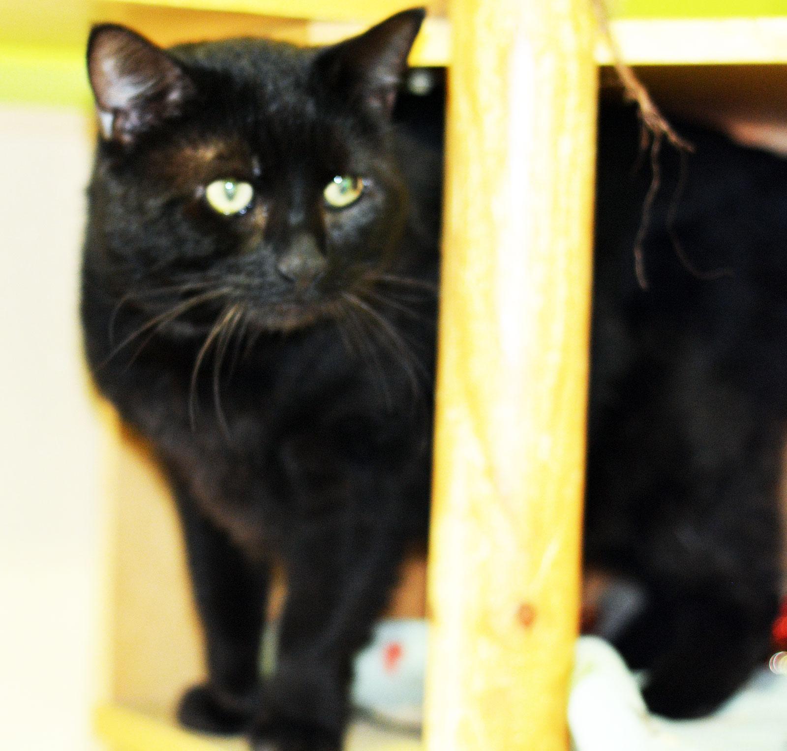 Enlarge ARCHIE - ADOPT ME FOR $14 THIS MONTH!, an adoptable Domestic Medium Hair in San Clemente, CA image 2/3