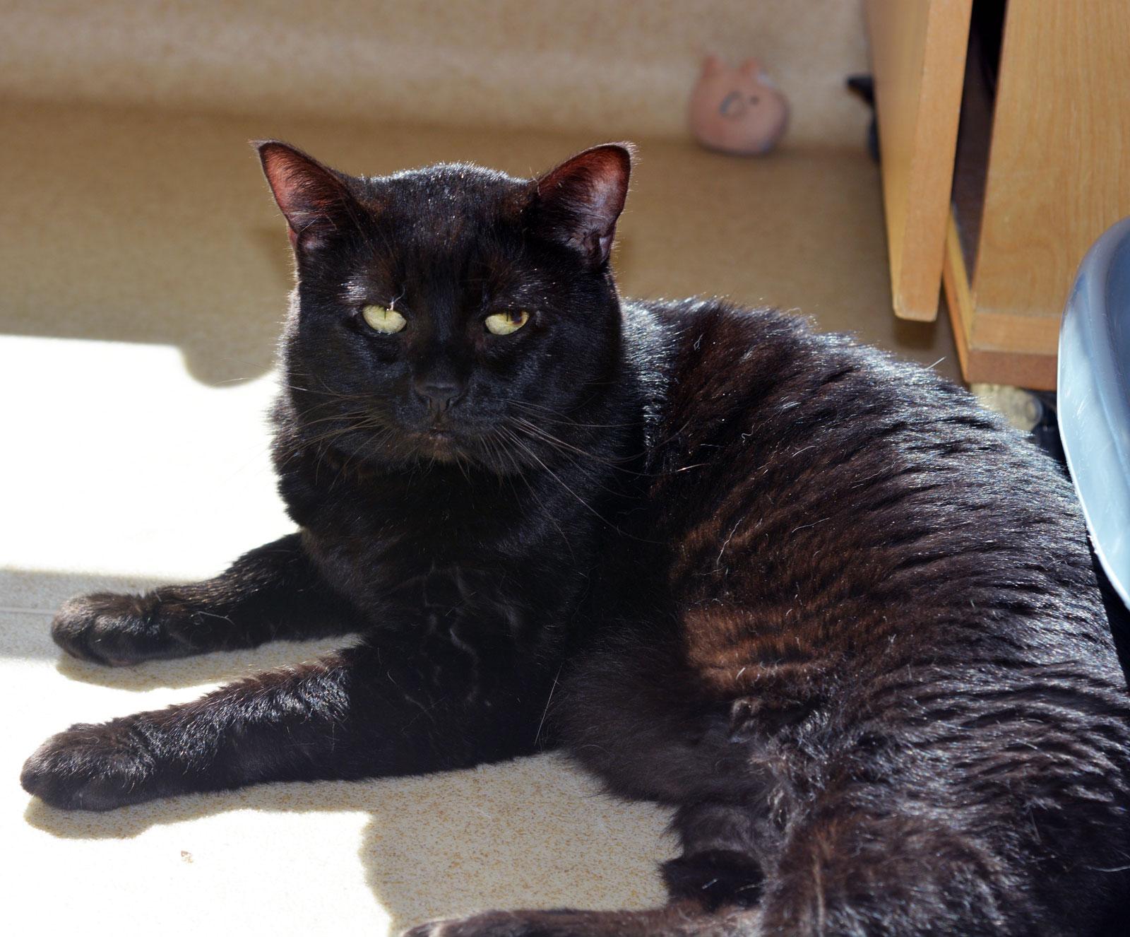 Enlarge ARCHIE - ADOPT ME FOR $14 THIS MONTH!, an adoptable Domestic Medium Hair in San Clemente, CA image 1/3