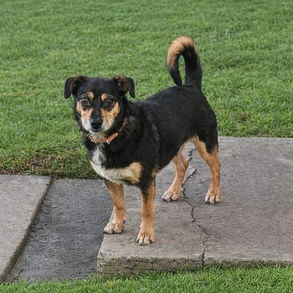 Enlarge Jetson, a Adopted mixed breed in Orange, CA image 2/2