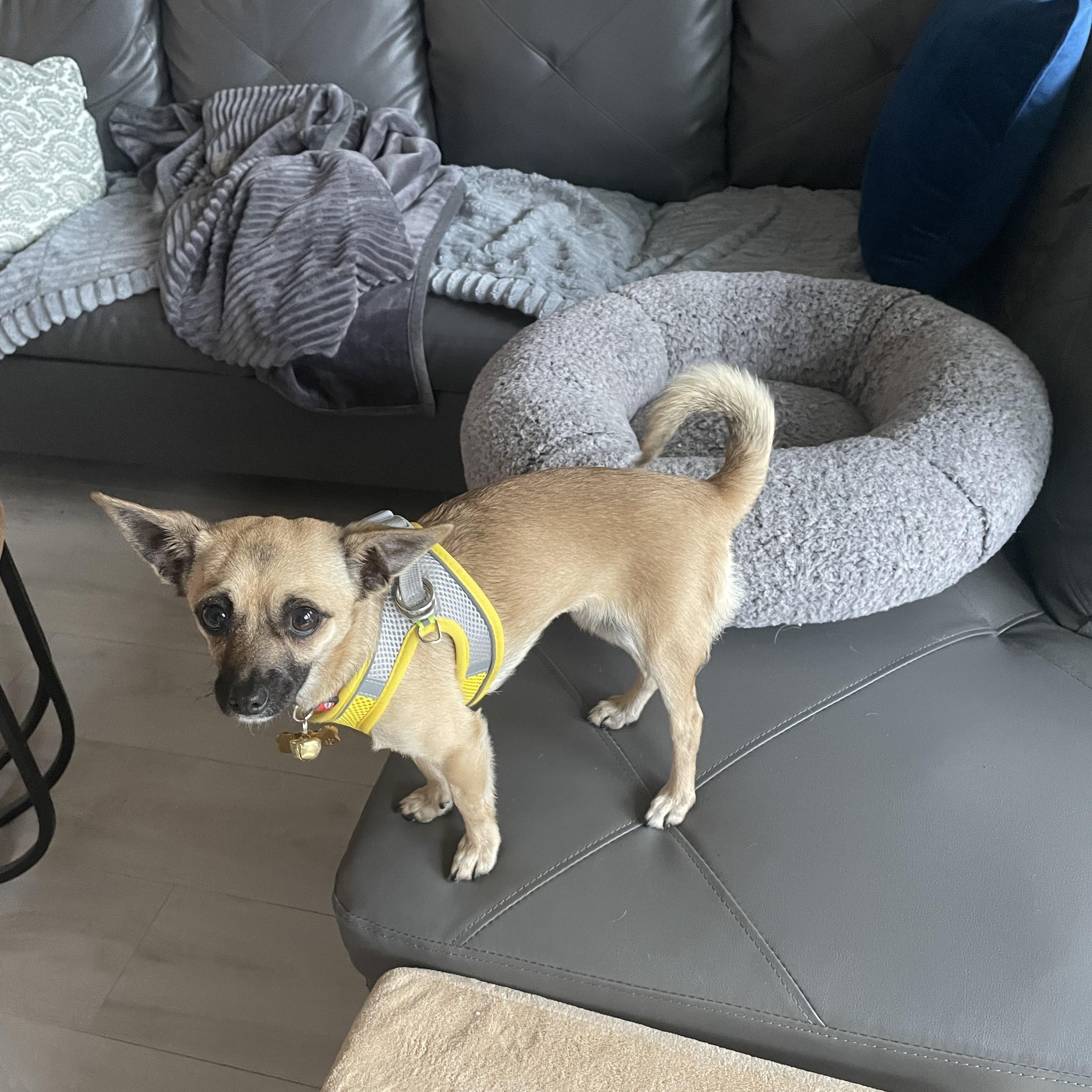 Bambi, an adopted mixed breed in North Vancouver, BC image 1/5