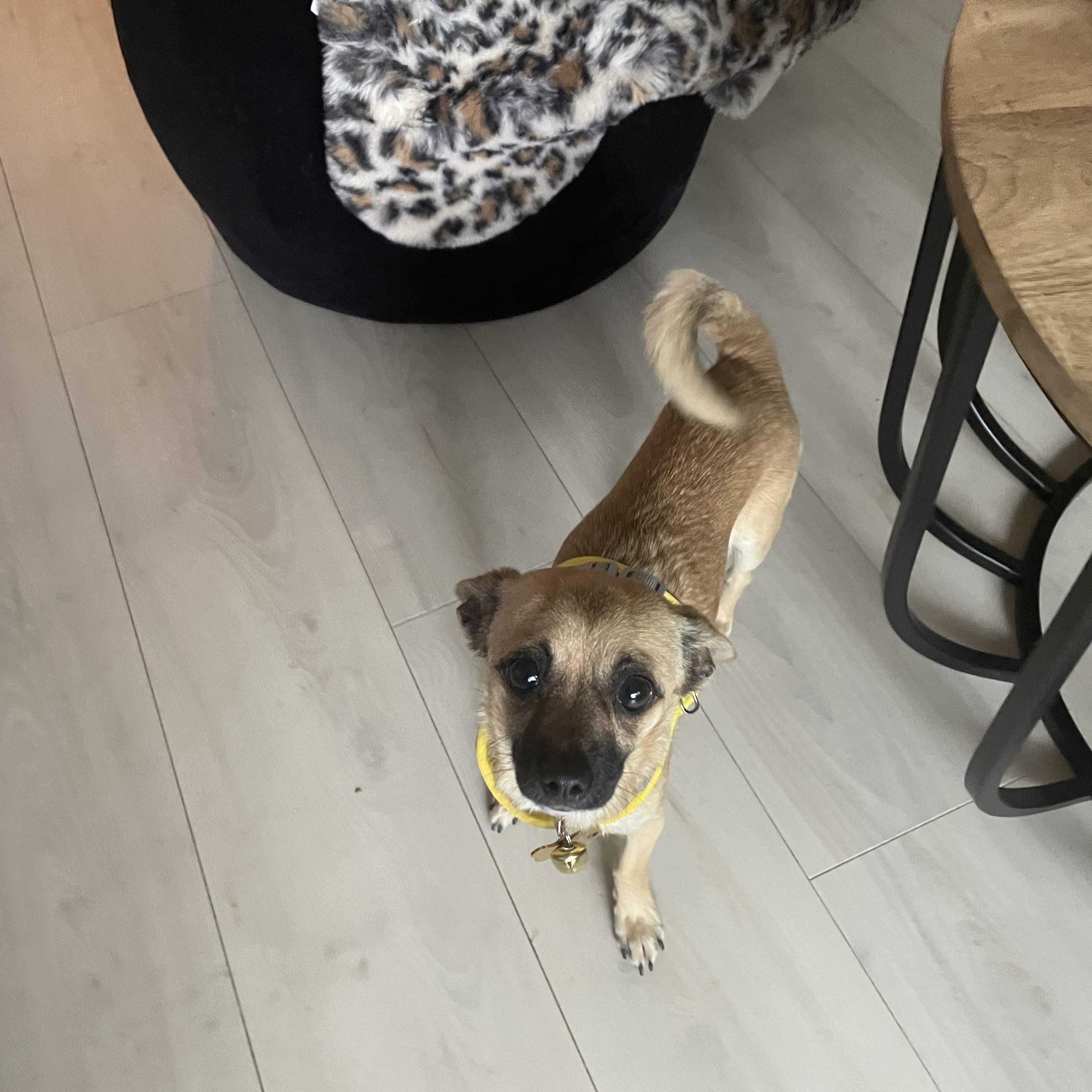 Bambi, an adopted mixed breed in North Vancouver, BC image 3/5