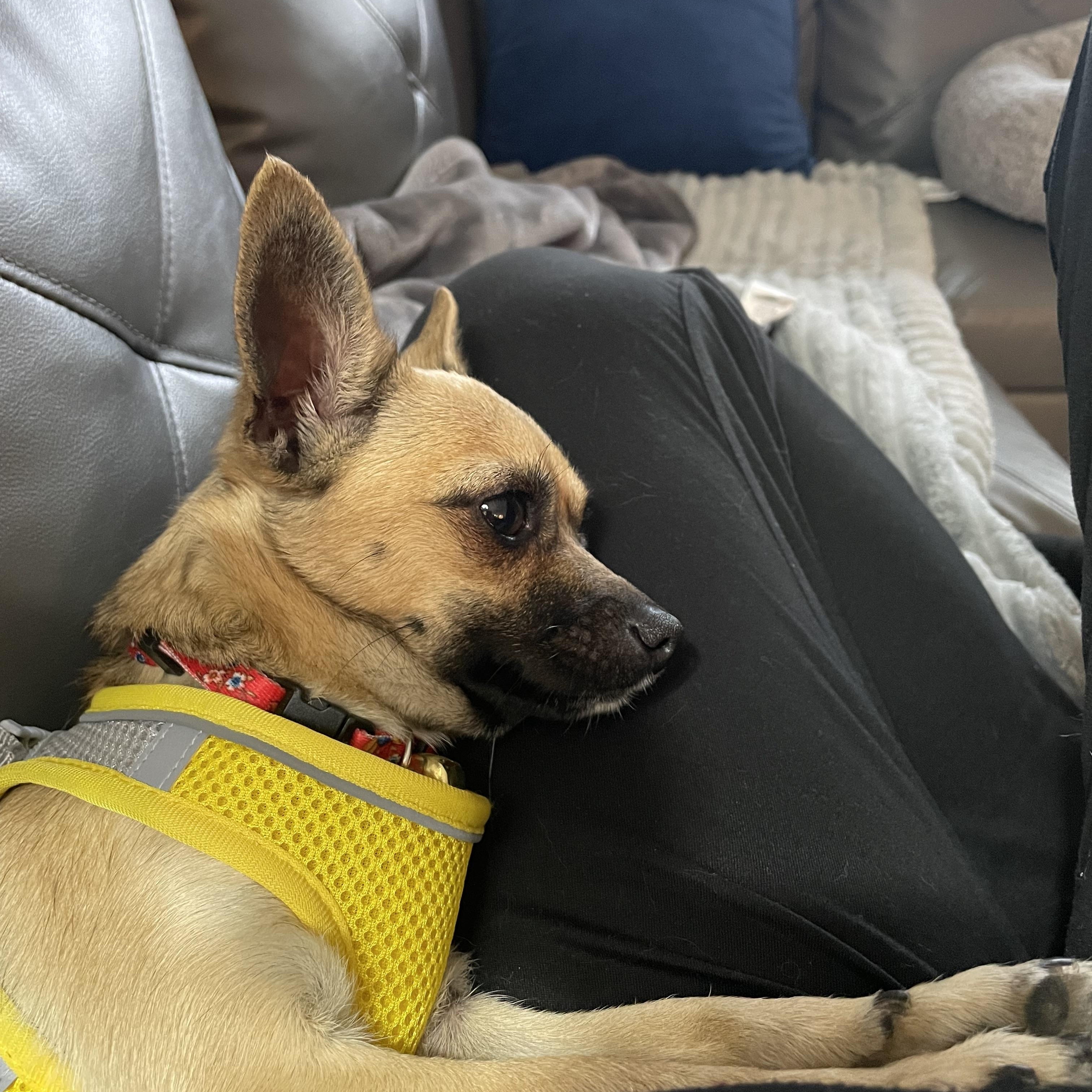Bambi, an adopted mixed breed in North Vancouver, BC image 2/5