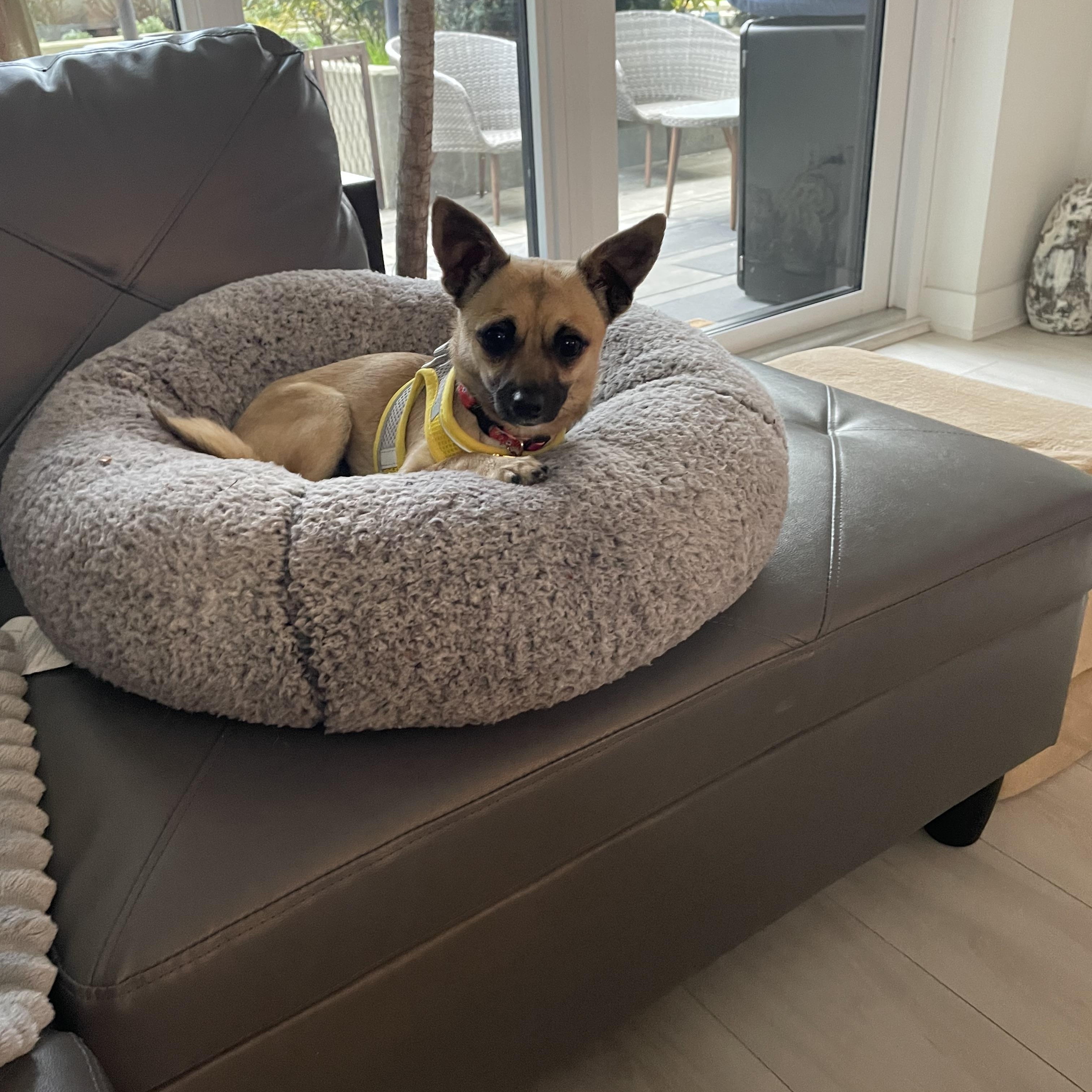 Bambi, an adopted mixed breed in North Vancouver, BC image 4/5