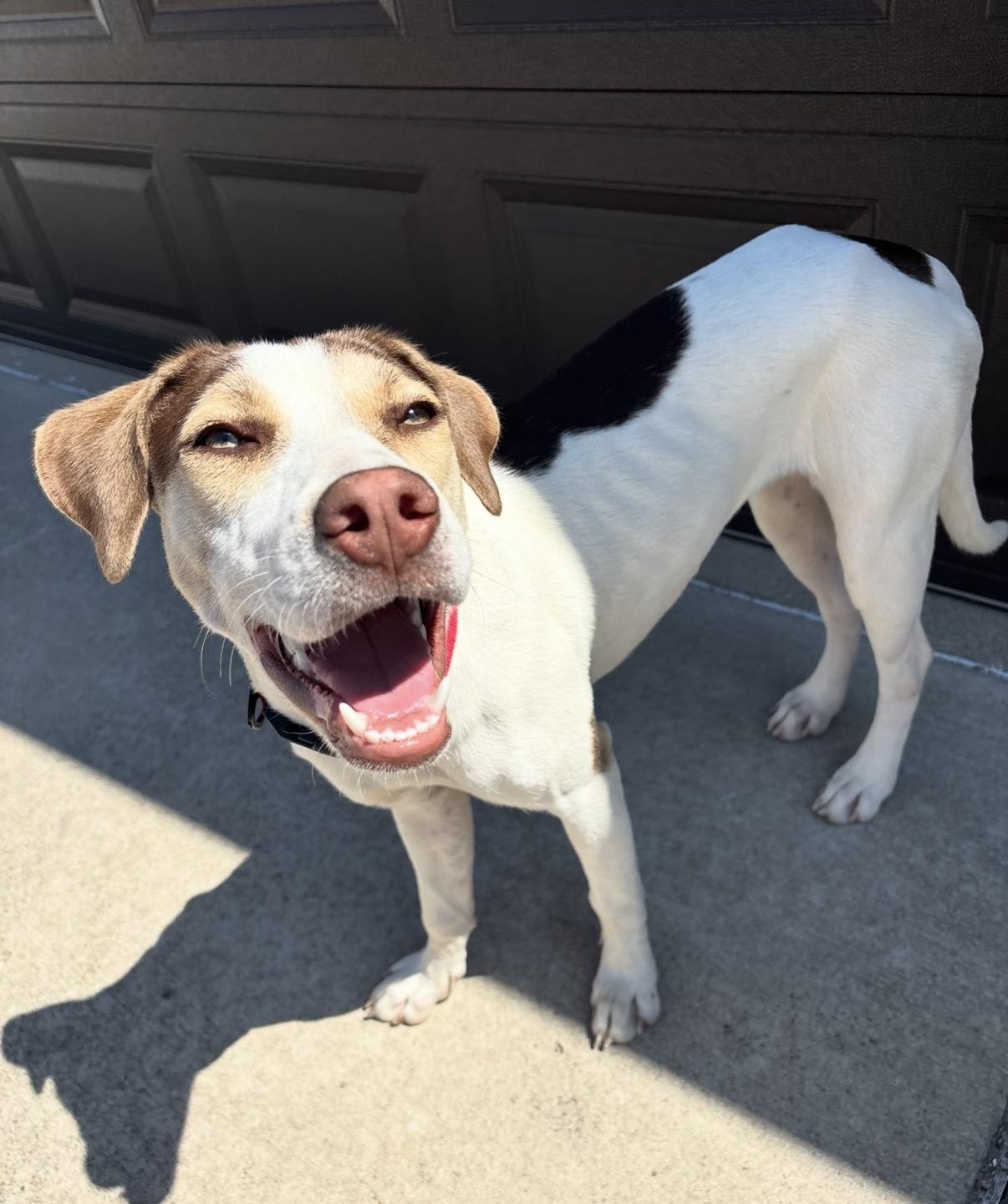 Enlarge Rosie, a ADOPTABLE mixed breed in Palos Heights, IL image 5/5
