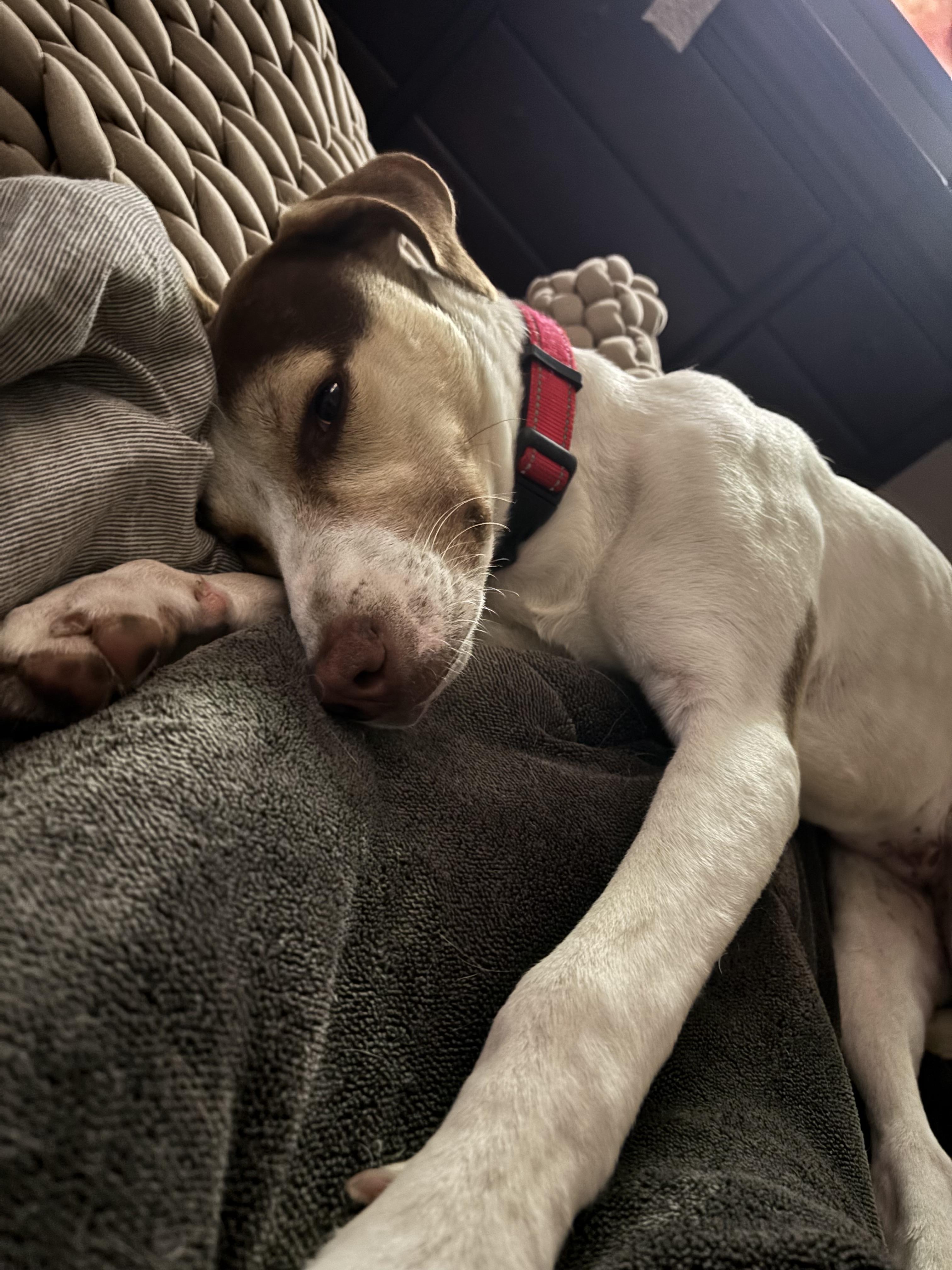 Enlarge Rosie, a ADOPTABLE mixed breed in Palos Heights, IL image 3/5