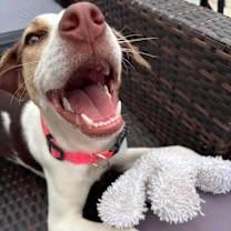 Enlarge Rosie, a ADOPTABLE mixed breed in Palos Heights, IL image 2/5