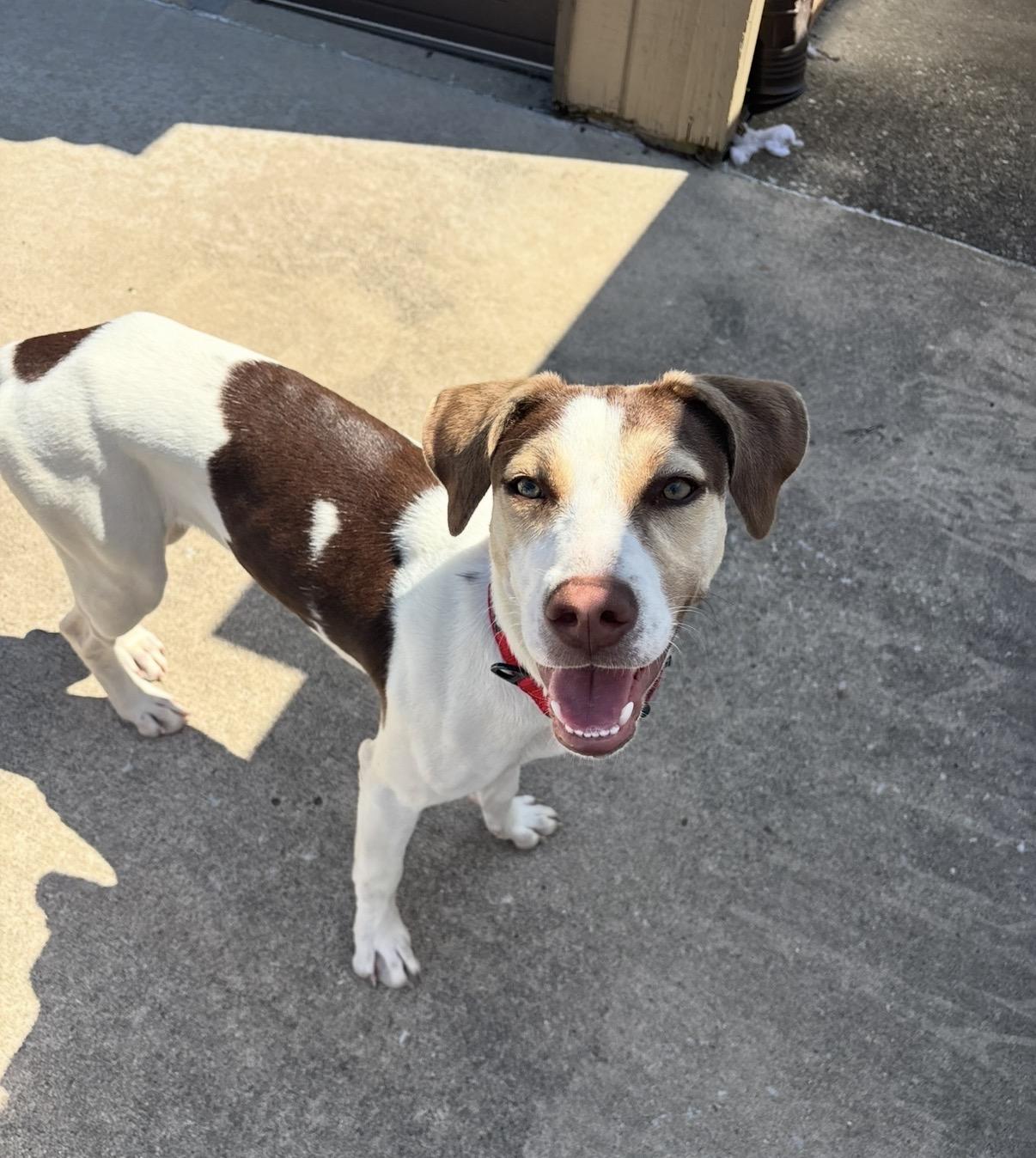 Enlarge Rosie, a ADOPTABLE mixed breed in Palos Heights, IL image 4/5