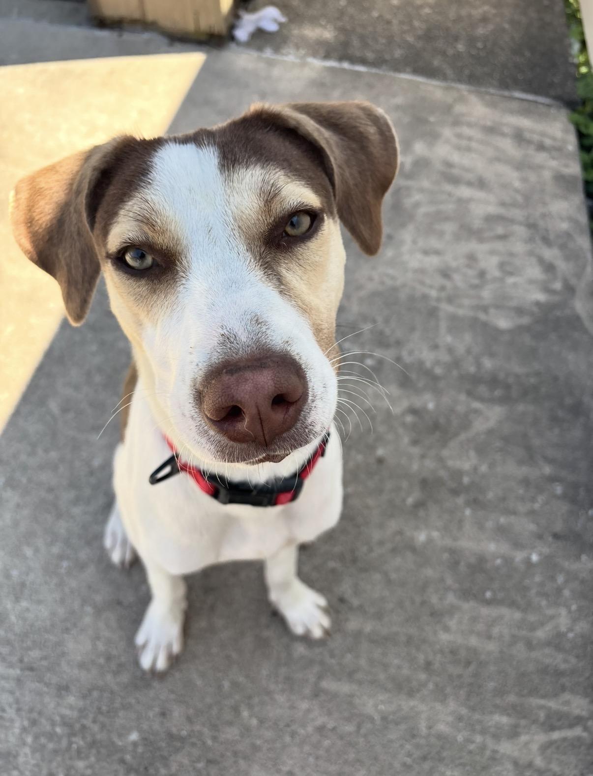 Rosie, ADOPTABLE, Young Female Cattle Dog.