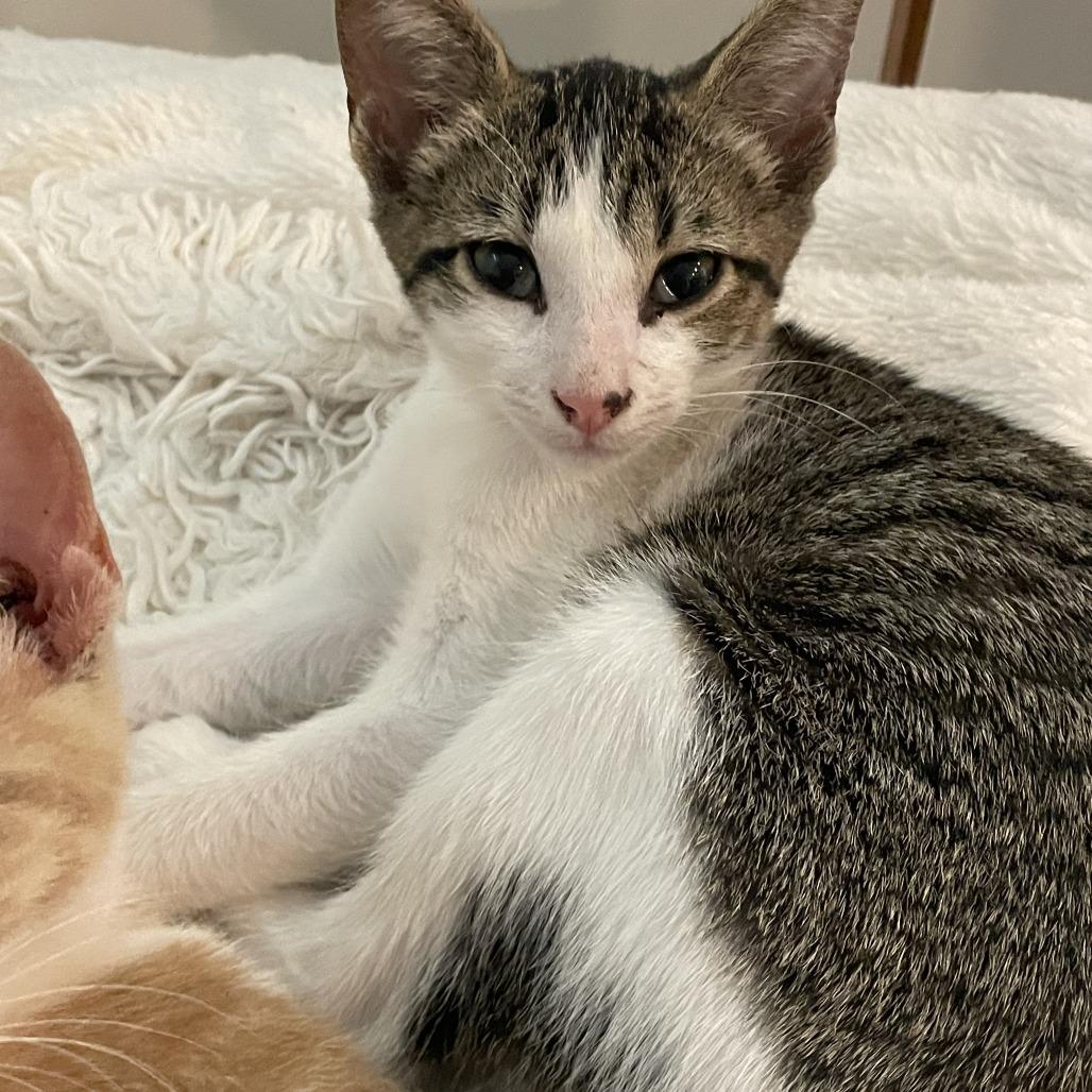 Enlarge Dylan, a Adoptable Domestic Short Hair in Leander, TX image 1/4