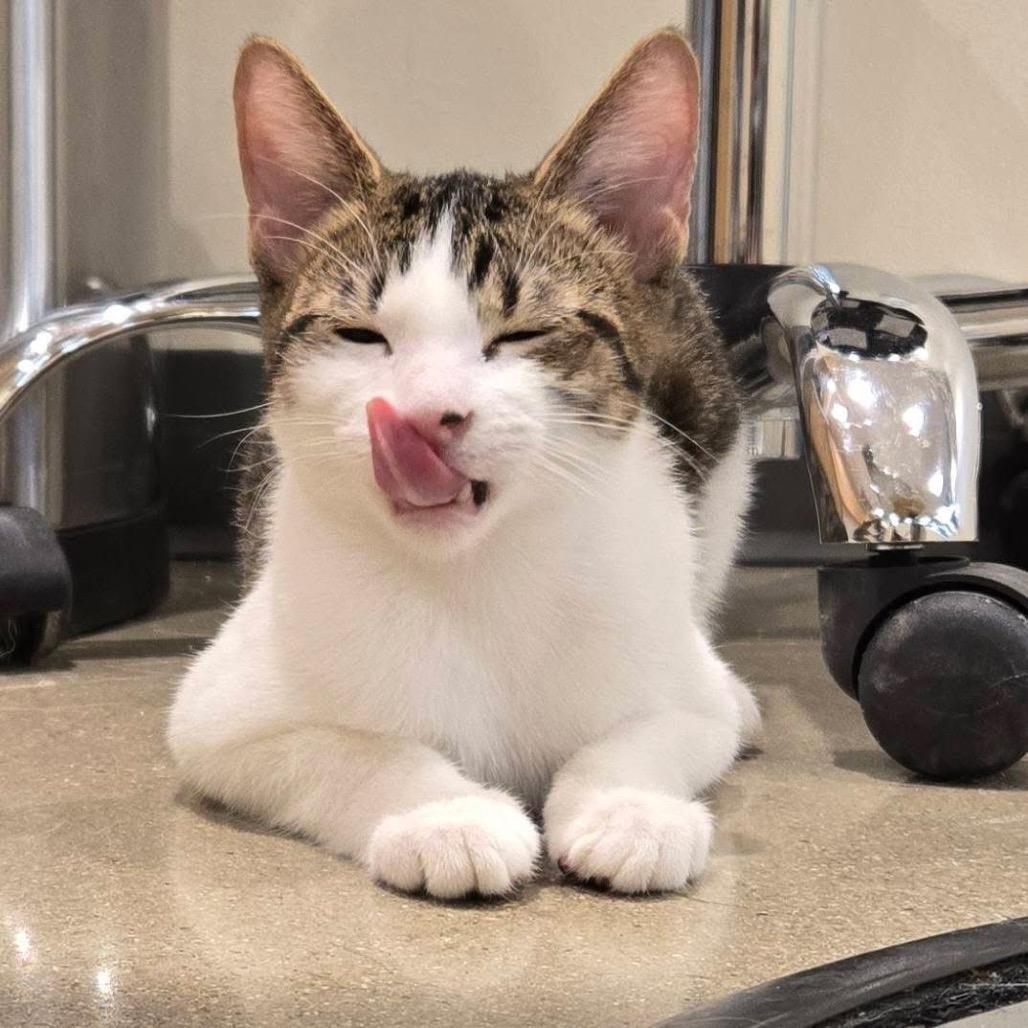 Enlarge Dylan, a Adoptable Domestic Short Hair in Leander, TX image 2/4