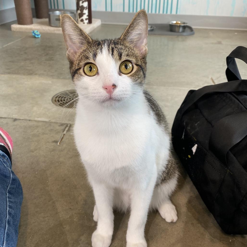 Dylan, a Adoptable Domestic Short Hair in Leander, TX image 4/5