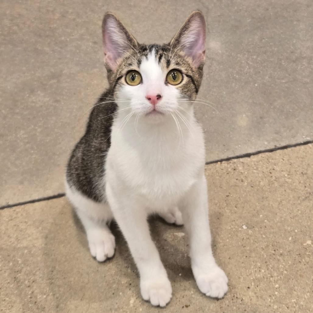 Enlarge Dylan, a Adoptable Domestic Short Hair in Leander, TX image 4/4