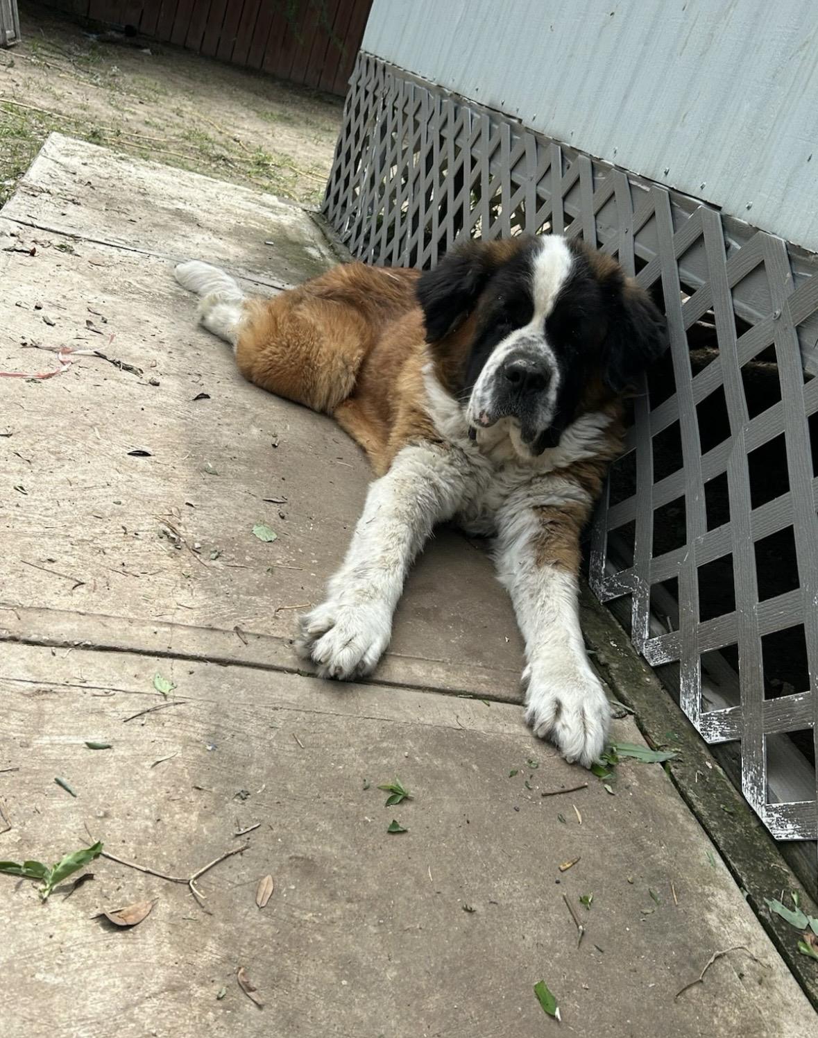 Enlarge Nana, a ADOPTABLE Saint Bernard in Gainesville, VA image 2/3