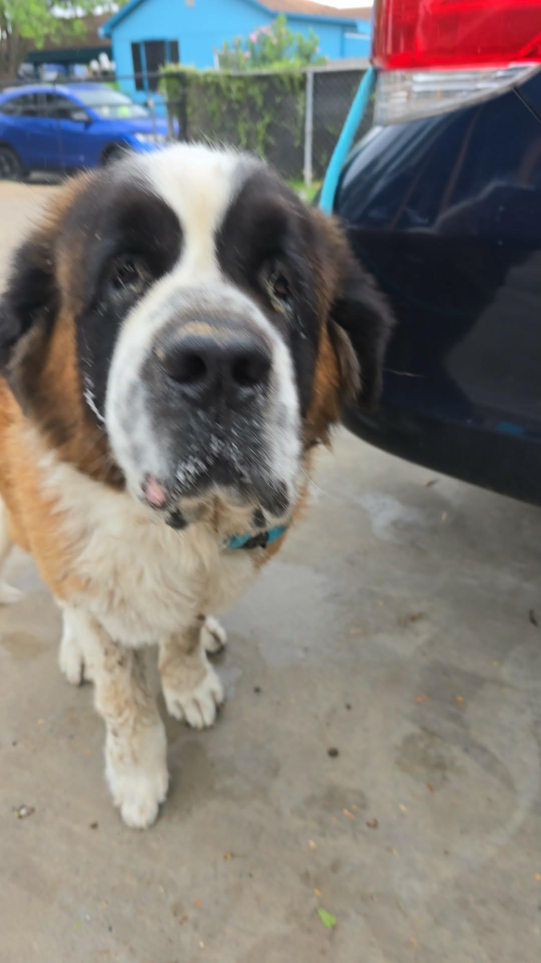 Enlarge Nana, a ADOPTABLE Saint Bernard in Gainesville, VA image 3/3