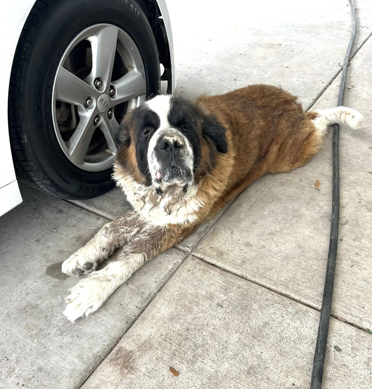 Enlarge Nana, a ADOPTABLE Saint Bernard in Gainesville, VA image 1/3