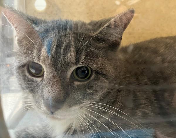 Chartreuse, Adoptable, Adult Female Domestic Short Hair.