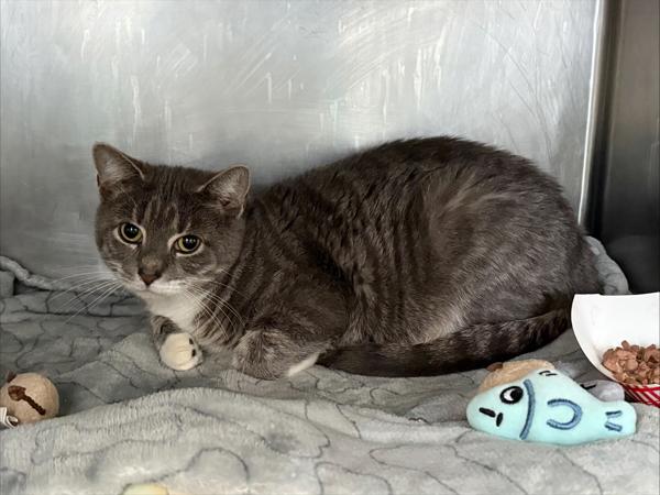 Chartreuse, a Adoptable mixed breed in Staten Island, NY image 2/2