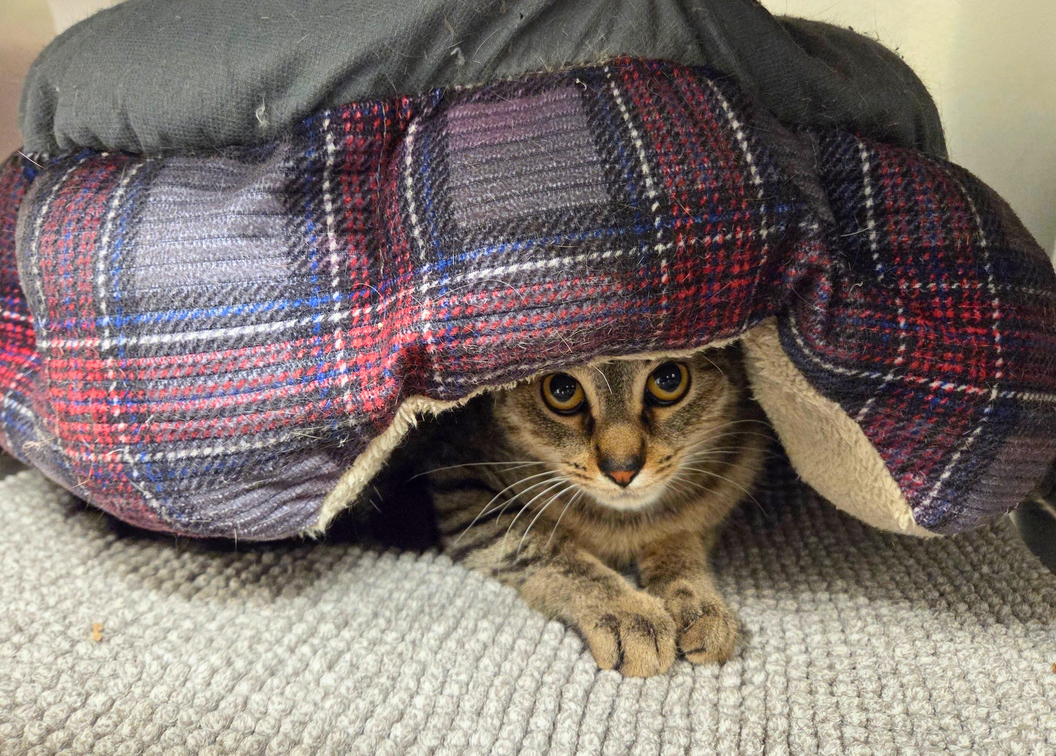 Enlarge Quiverbug, a Adoptable Domestic Short Hair in Nevada, IA image 2/2