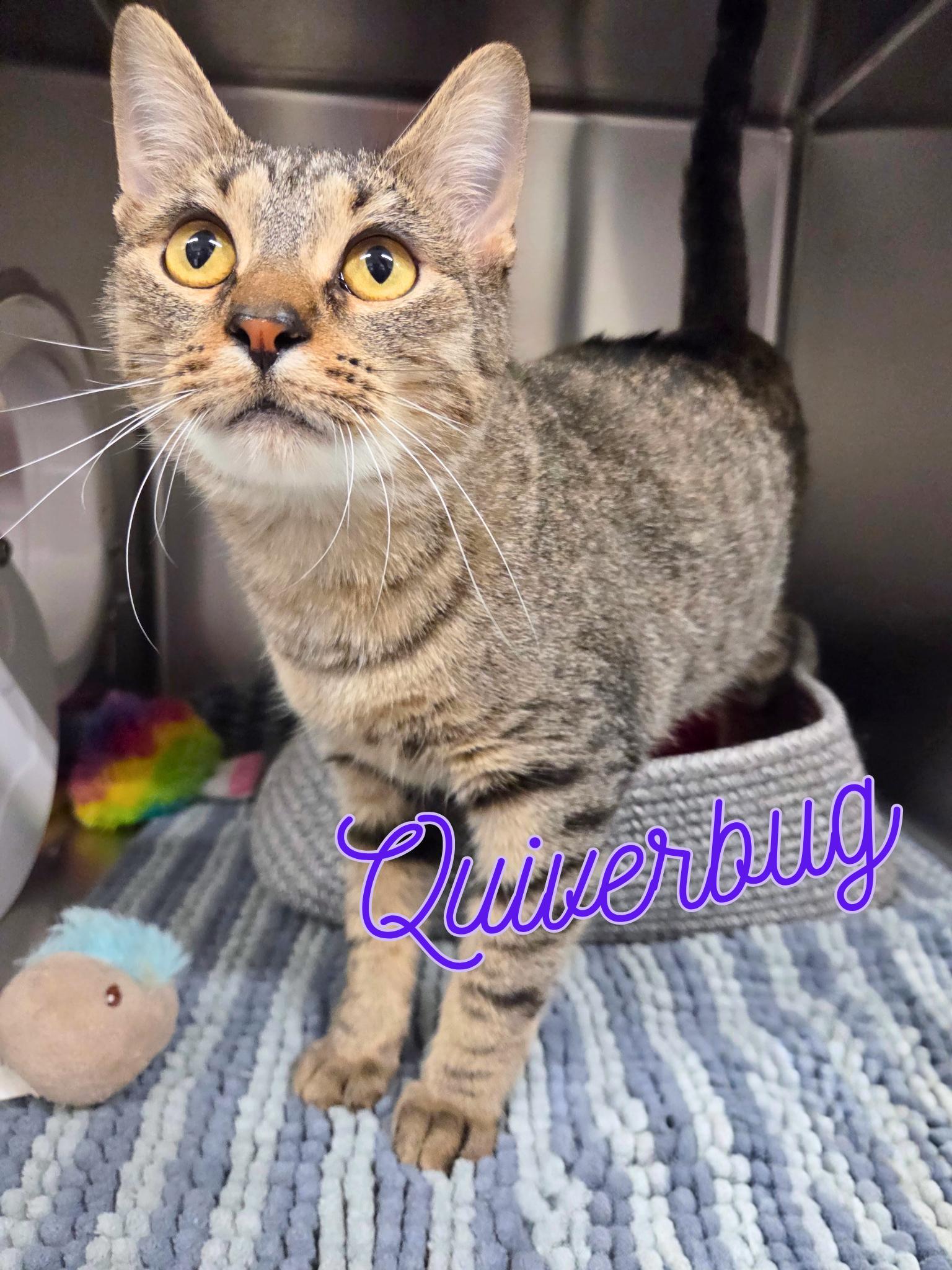 Enlarge Quiverbug, a ADOPTABLE Domestic Short Hair in Nevada, IA image 1/1