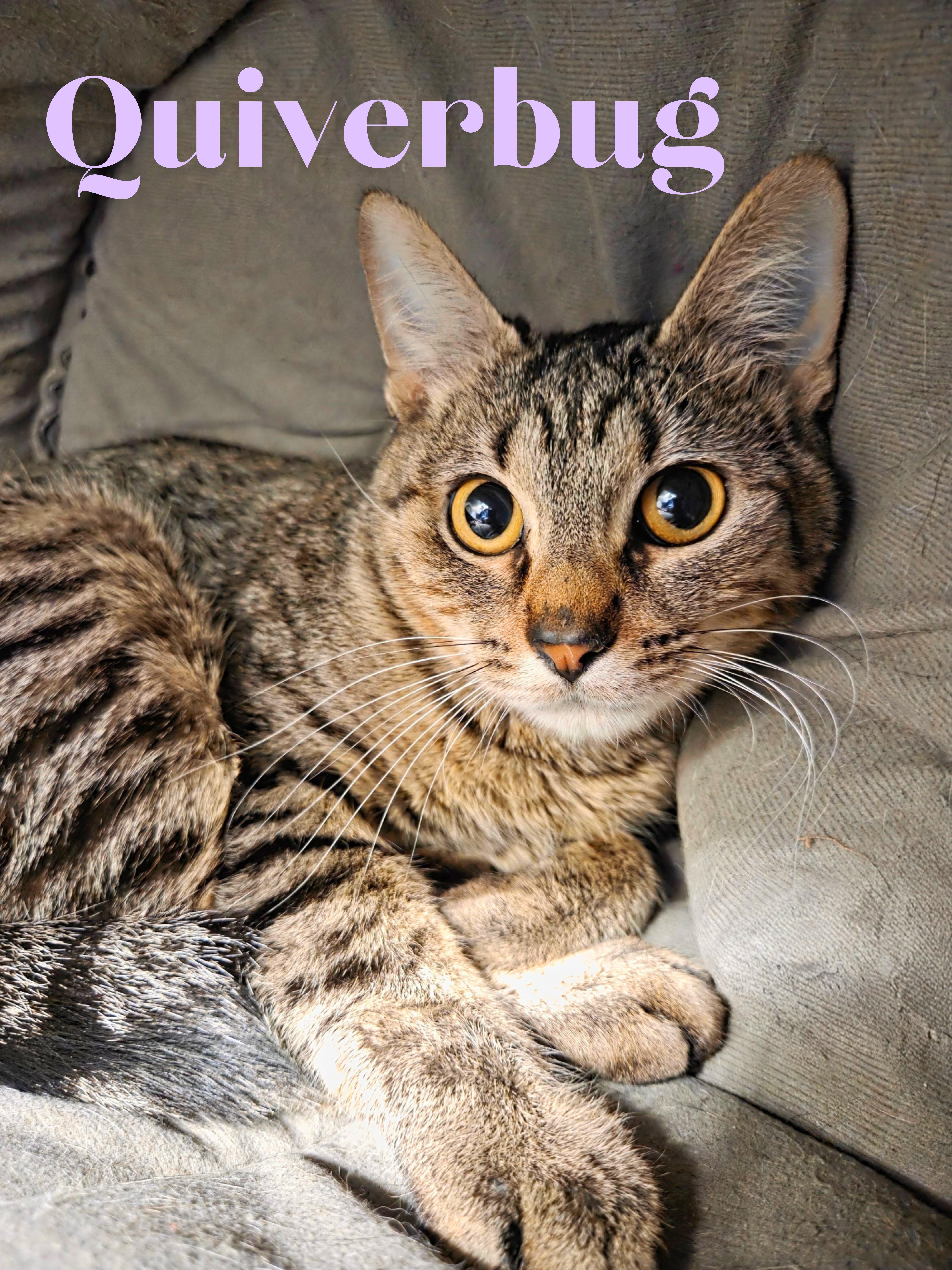 Enlarge Quiverbug, a ADOPTABLE Domestic Short Hair in Nevada, IA image 1/1