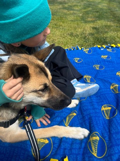 Jerry, a Adoptable German Shepherd Dog in san ramon, CA image 6/6