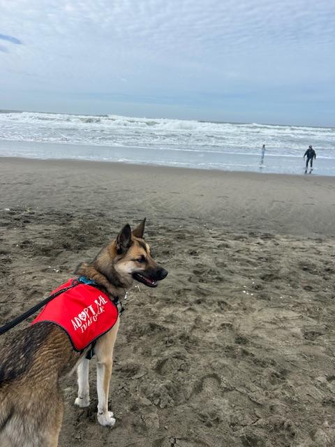 Jerry, a Adoptable German Shepherd Dog in san ramon, CA image 1/6