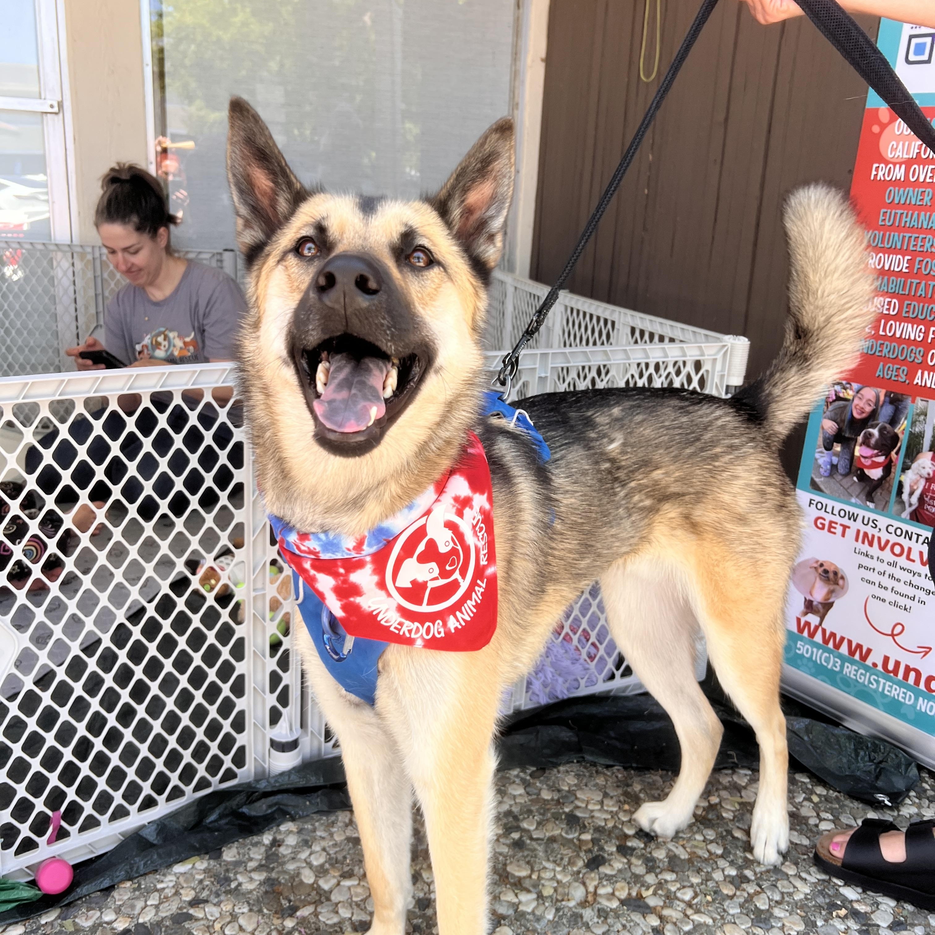 Jerry, a Adoptable German Shepherd Dog in san ramon, CA image 2/6