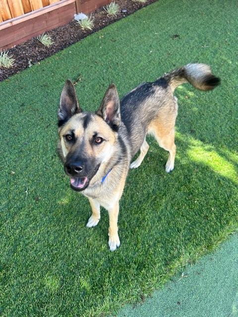 Jerry, a Adoptable German Shepherd Dog in san ramon, CA image 3/6